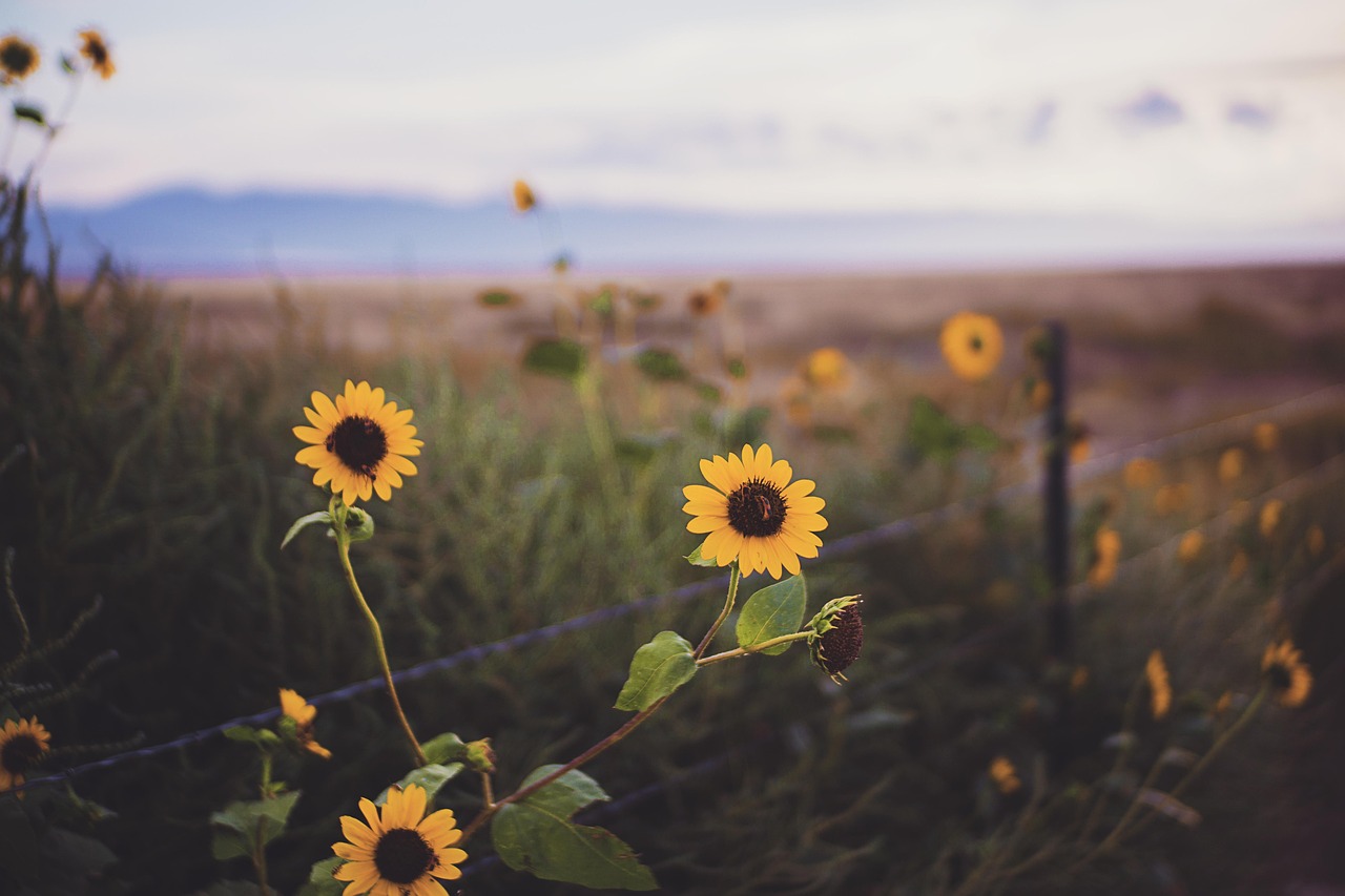 ALT Creación de valor